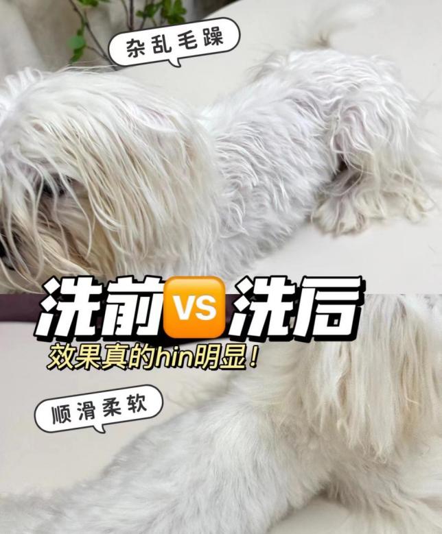 凯发K8国际首页：这款犬用香波拣